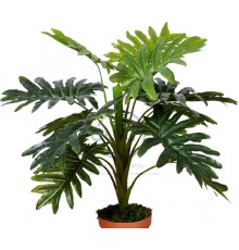 791-13 - Філодендрон Селло, 13 гілок, коричневий горщик