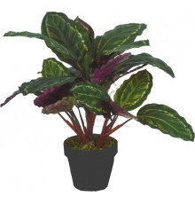 742D-25 - Галатея Дейча, чорний горщик