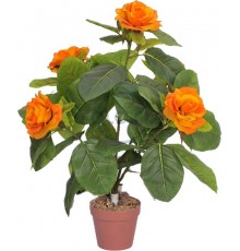 662D-65-5C - Півонія деревоподібна, коричневий горщик