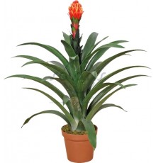 744-30-1 - Фрезія, коричневий горщик