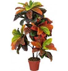 828-136-2 - Кодіеум строкатий, коричневий горщик